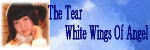 The Tear White Wing Of Angel